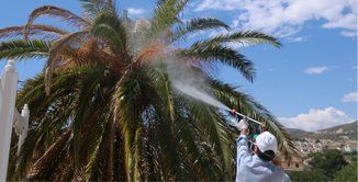 fumigaciones de plagas del jardín servicios para fumigar pinos, cipreses, palmeras, jardines