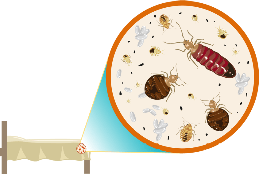 eliminar chinches de la cama alicante eliminar chinches de la cama alicante