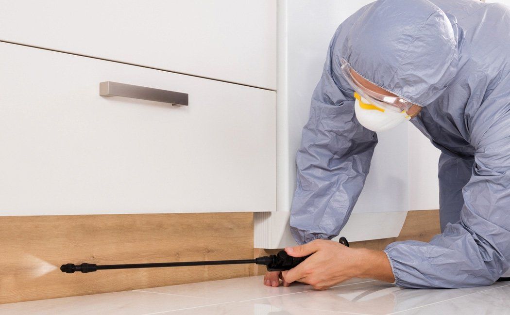 empresa eliminar chinche de cama eliminar chinche de cama