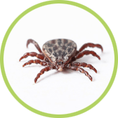 garrapatas garrapatas