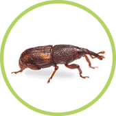 gorgojos gorgojos