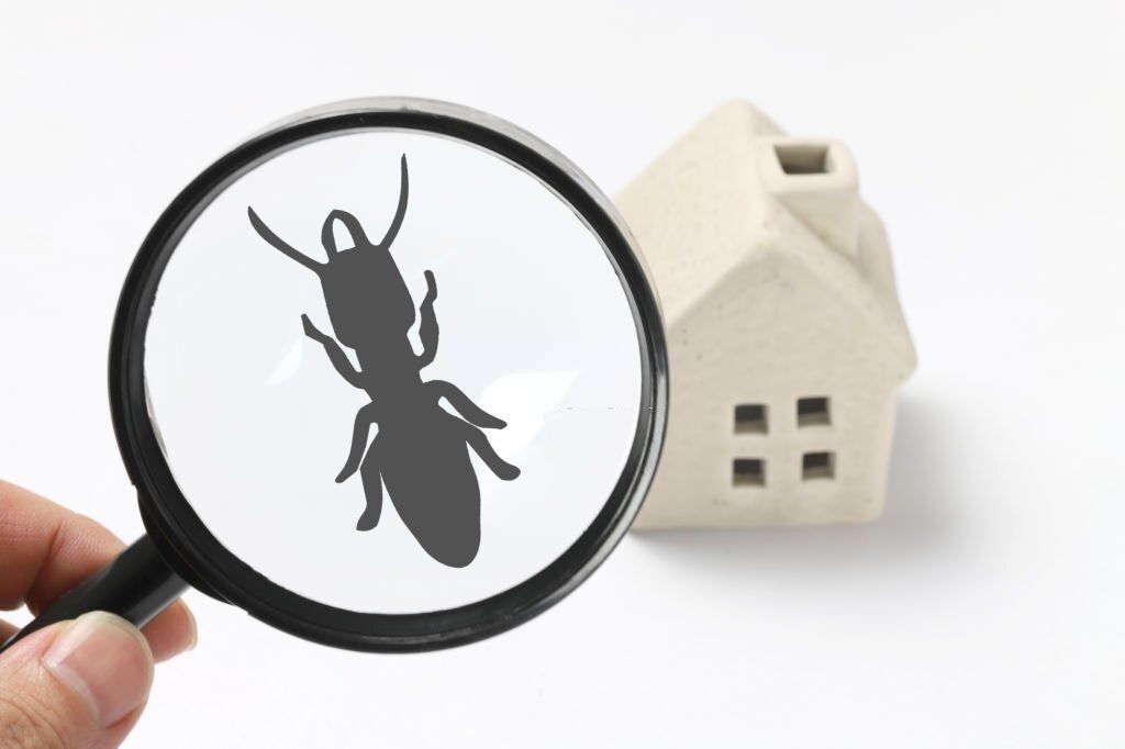 detectar y eliminar termitas en casa detectar y eliminar termitas en casa