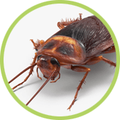 Tratamientos para matar cucarachas Matar cucarachas
