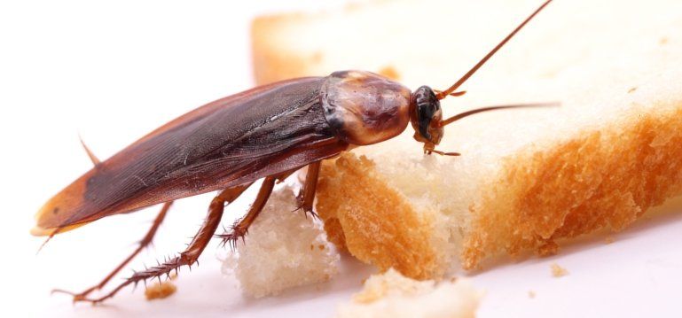 Desinsectación cucarachas