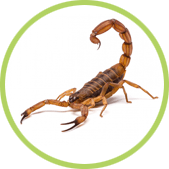 matar escorpiones y alacranes matar escorpiones y alacranes