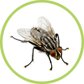 Matar moscas Matar moscas