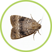 matar polillas en casa matar polillas en casa