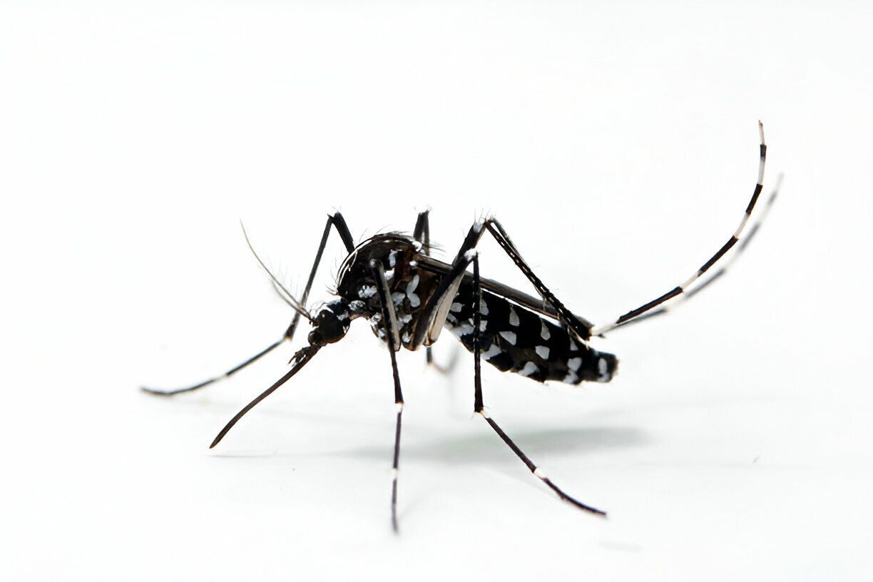 Mosquito tigre Mosquito tigre