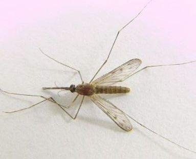 mosquito mosquito