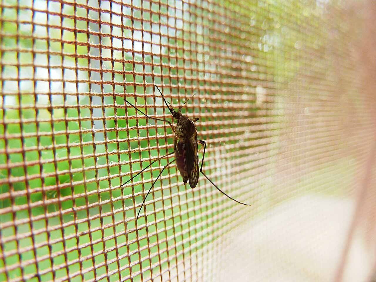 mosquito vector enfermedad picadura