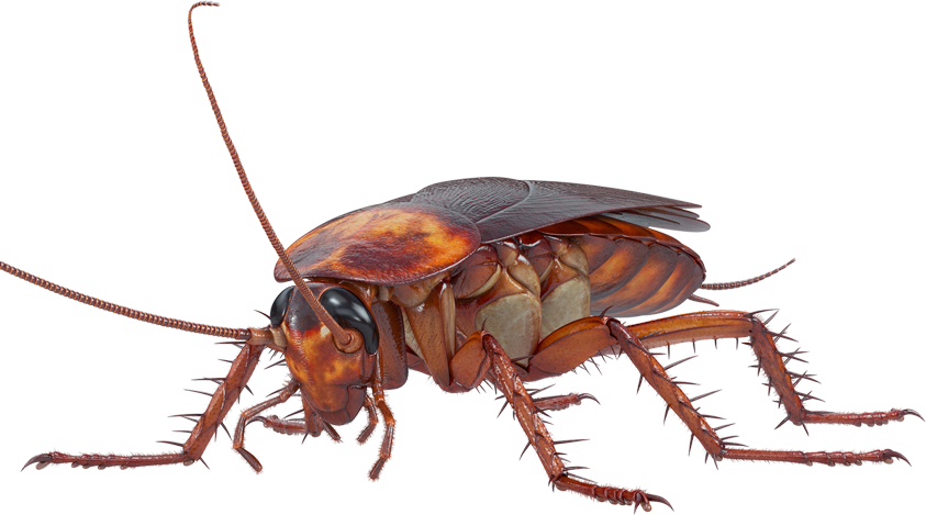 cucaracha Periplaneta americana