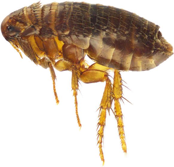 Tengo pulgas en casa Tengo pulgas en casa