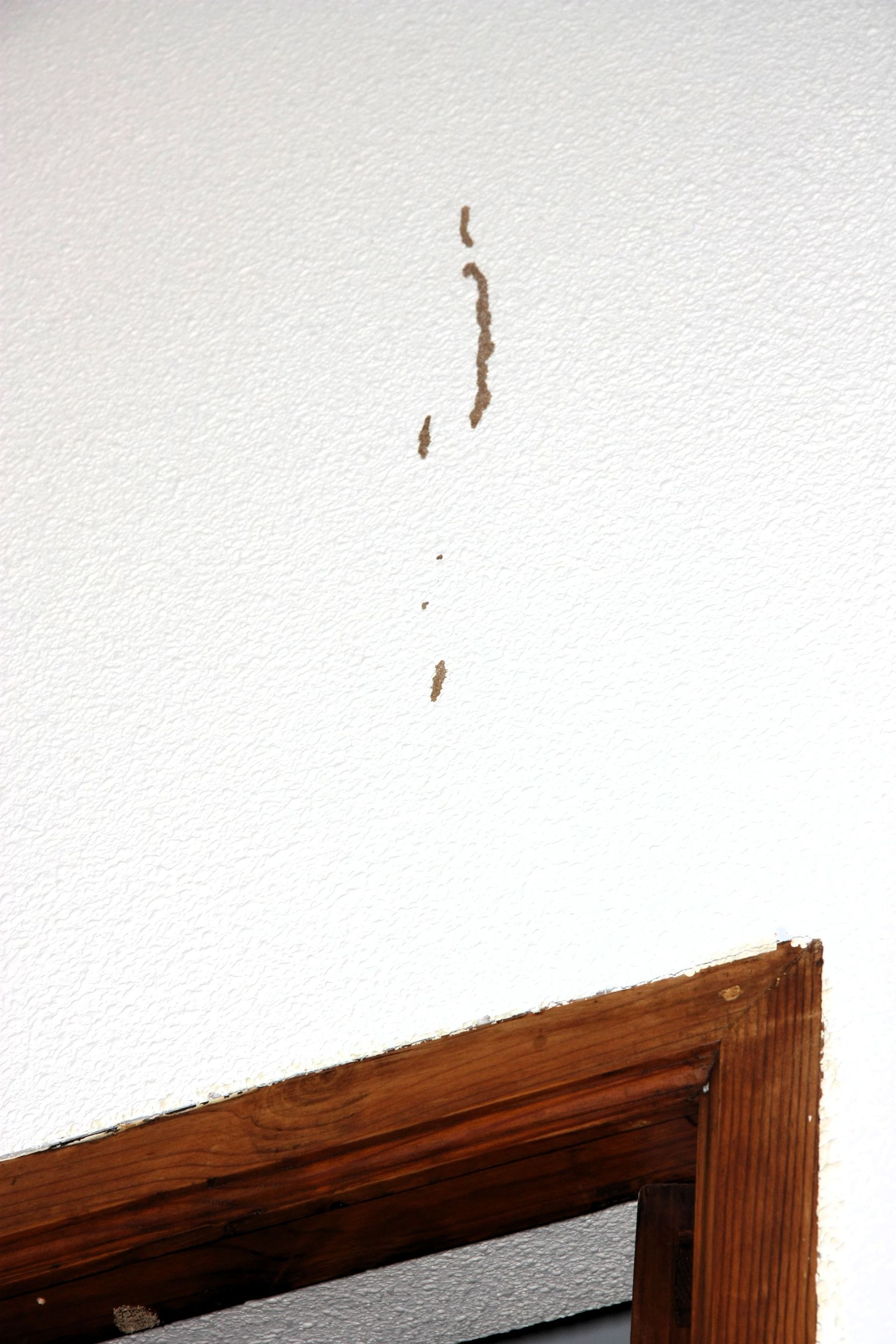 Túneles de barro: cordones terrosos o canales de progresión Túneles de barro: cordones terrosos o canales de progresión