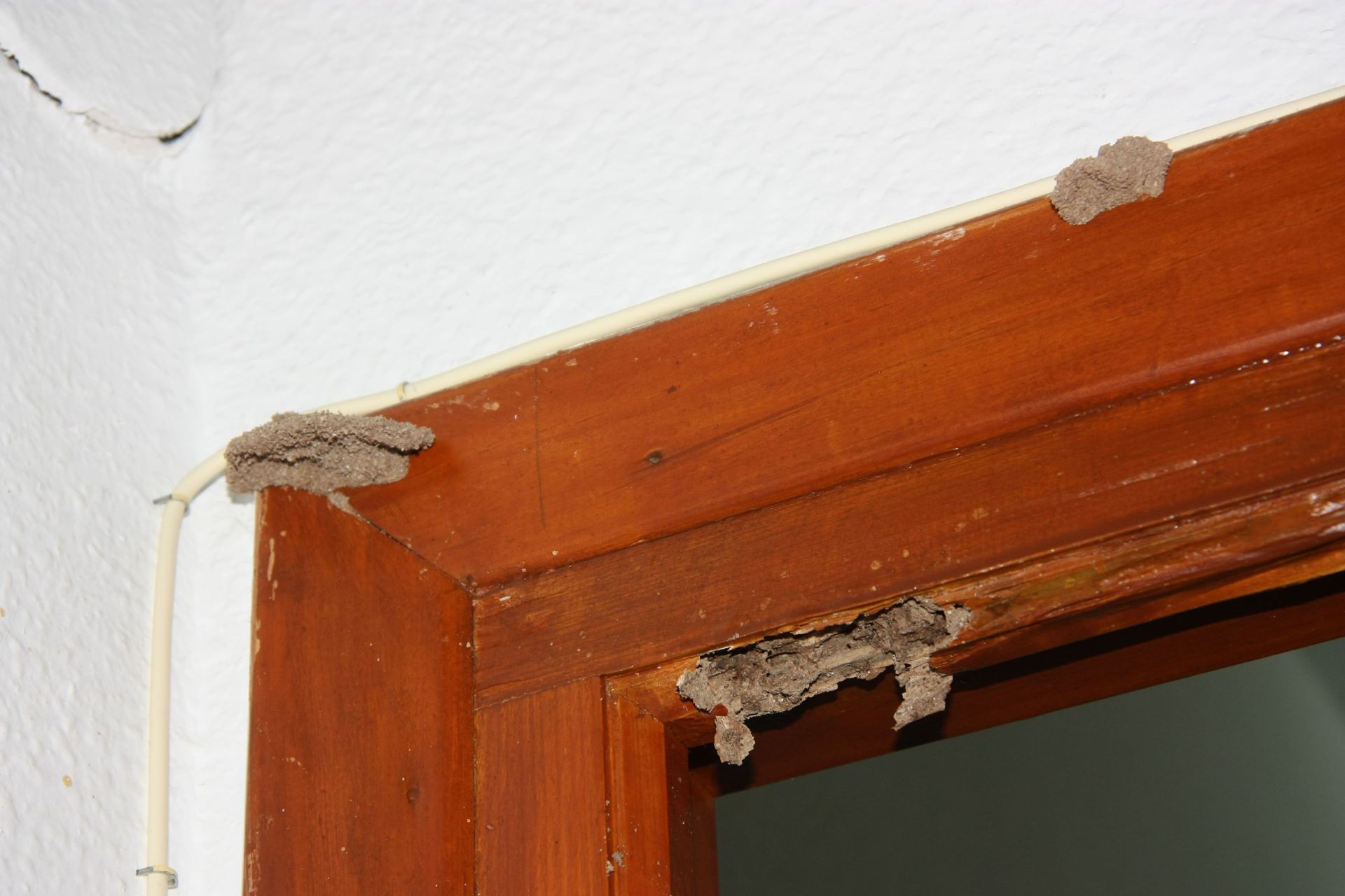 Marco de puerta afectado por ataque de termitas subterráneas Marco de puerta afectado por ataque de termitas subterráneas