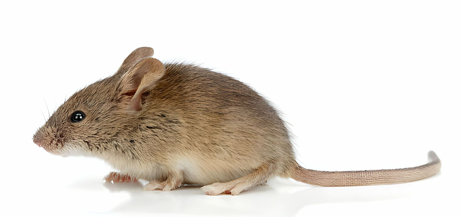 Ratón común (Mus musculus) Ratón común (Mus musculus)