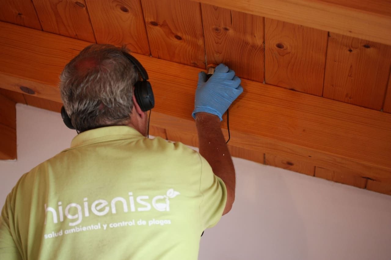 Técnico experto en termitas realizando escucha en la madera con detector acústico Técnico experto en termitas realizando escucha en la madera con detector acústico