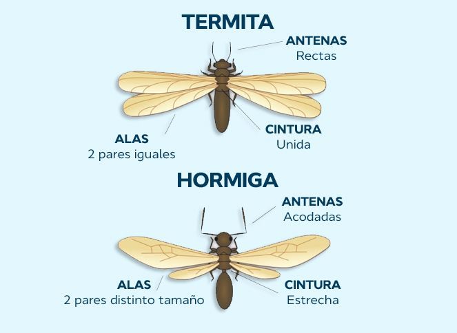 Hormigas con alas o termitas voladoras Hormigas con alas o termitas voladoras