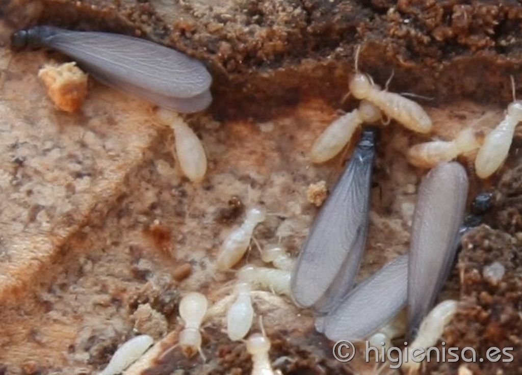 termitas y hormigas voladoras