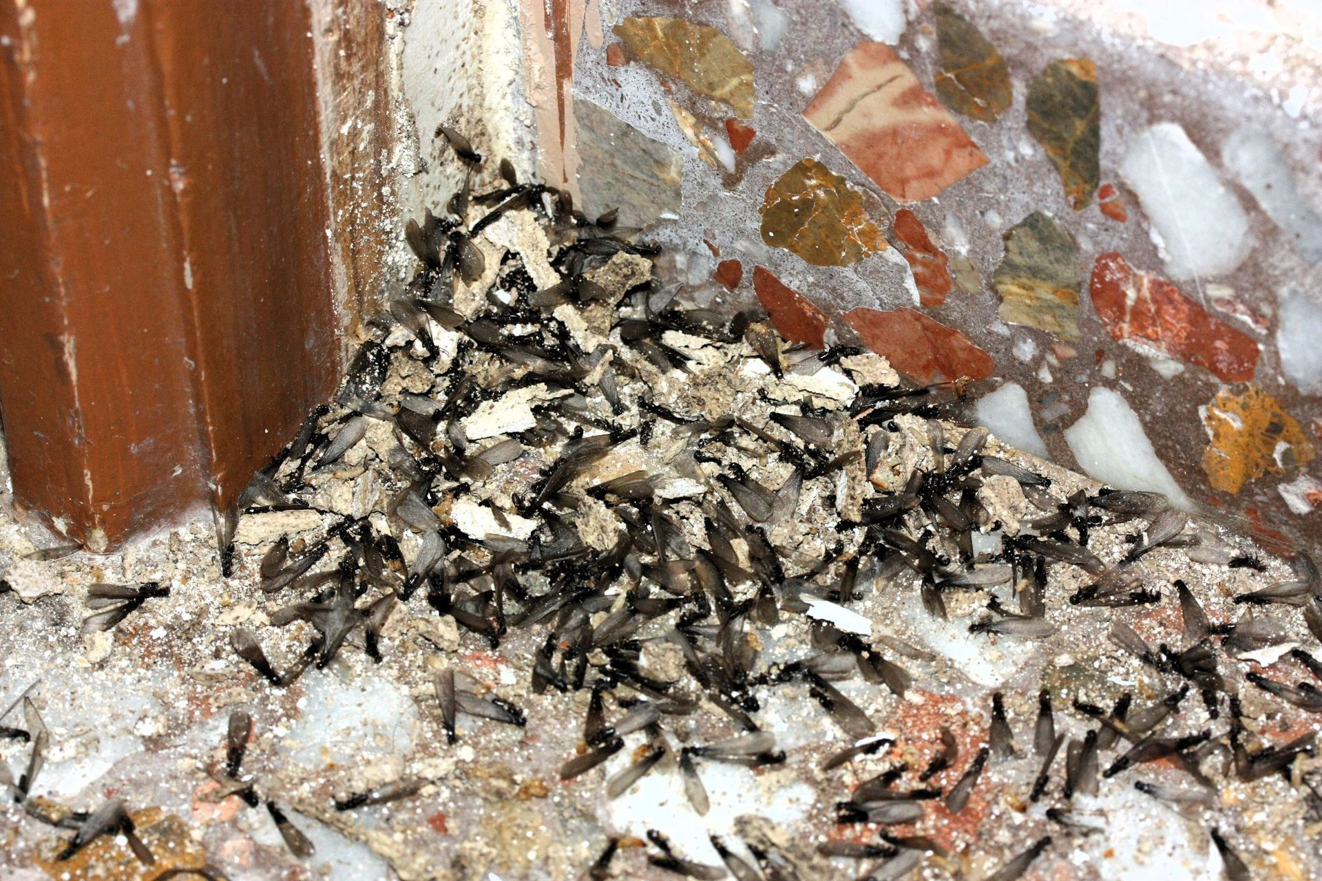 Salida de termitas con alas o termitas voladoras Termitas con alas o termitas voladoras