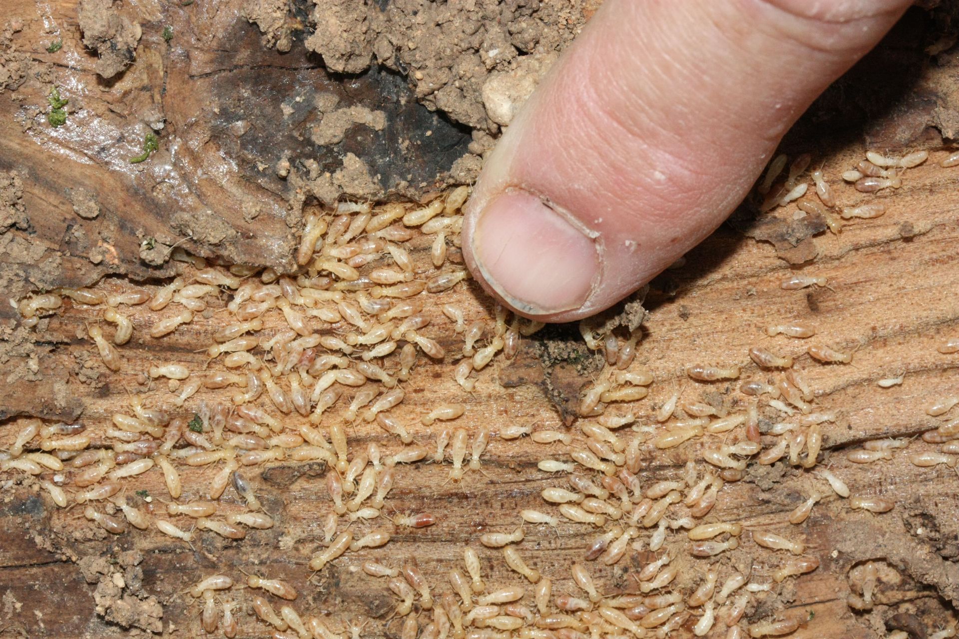 Termitas subterráneas: nidos, atracción y cómo eliminarlas