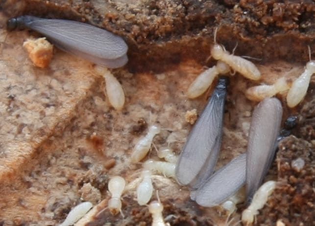 Termitas subterráneas (Reticulitermes sp.) Termitas subterráneas (Reticulitermes sp.)