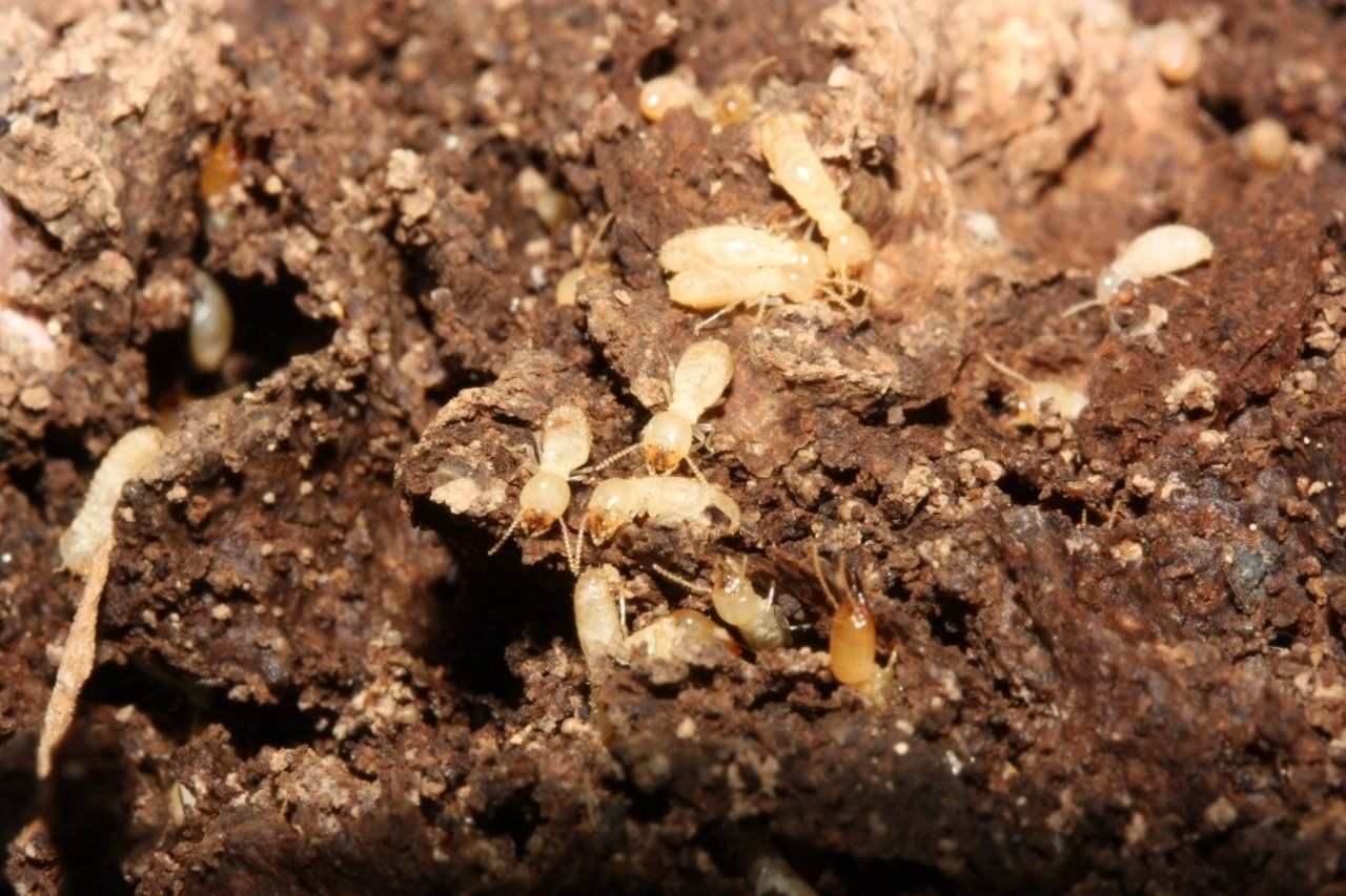 cómo detectar termitas cómo detectar termitas