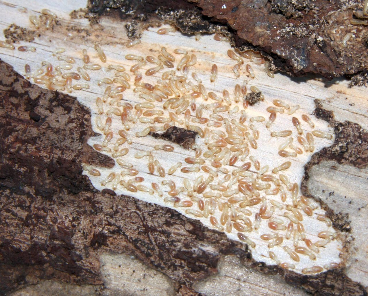 ¿Qué pasa si hay termitas en casa?