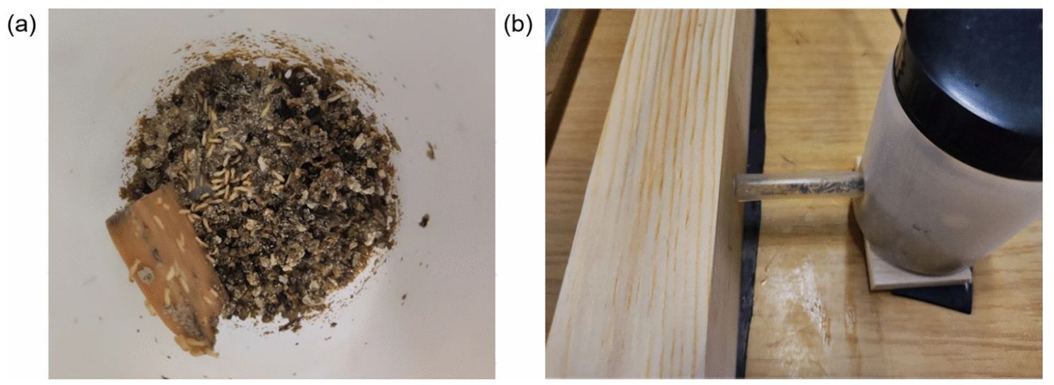 Colonia de termitas Colonia de termitas