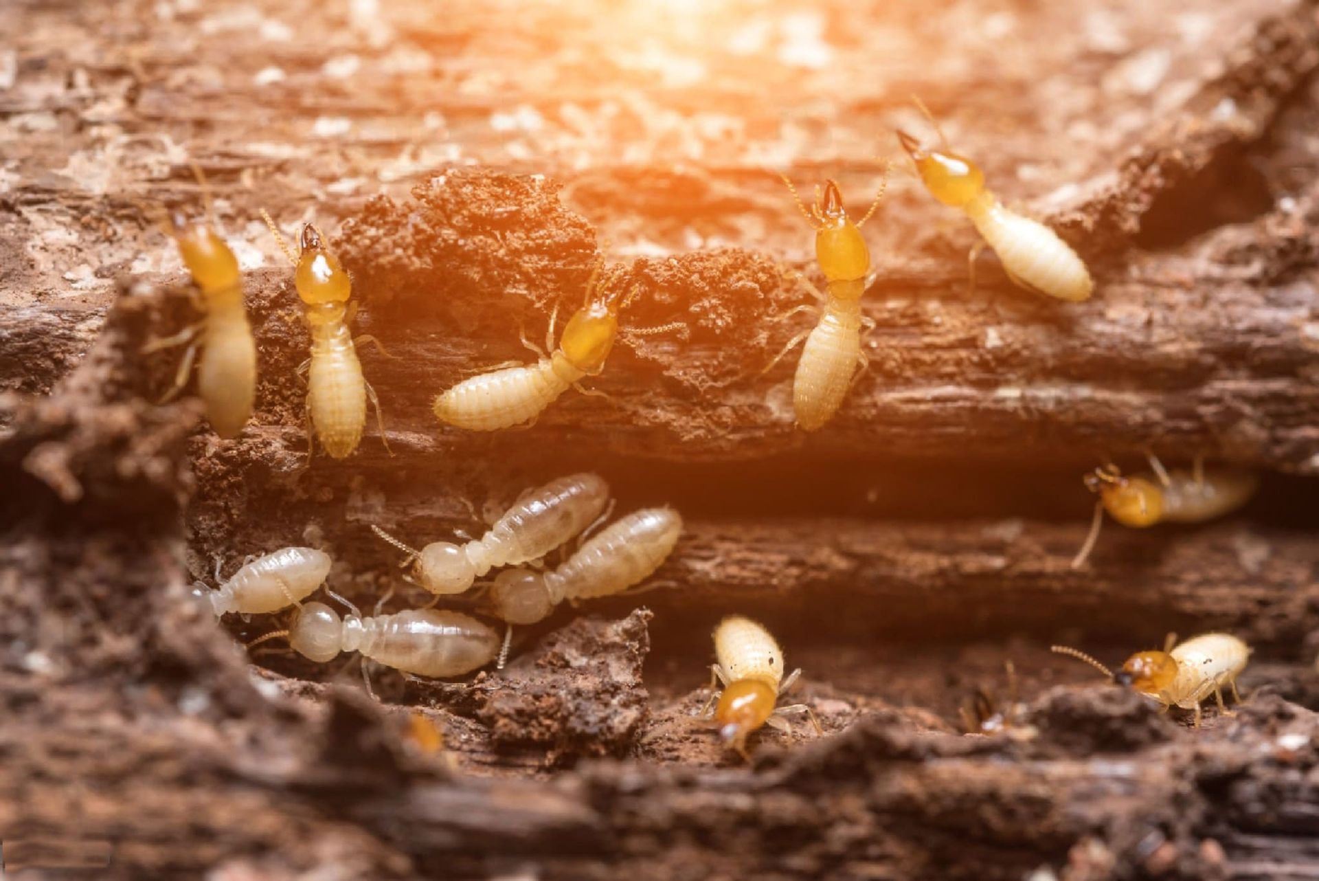 ¿Qué es bueno para eliminar las termitas?
