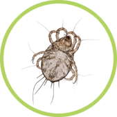 tratamiento contra ácaros tratamiento contra ácaros