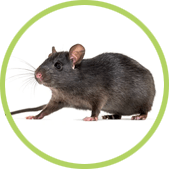 tratamiento contra ratas