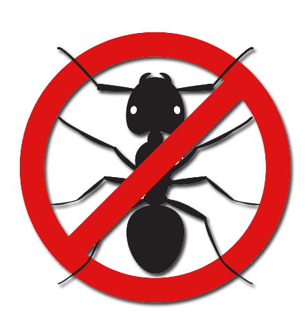 Eliminar hormigas en casa Eliminar hormigas en casa