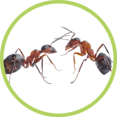 hormigas hormigas
