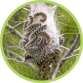 procesionaria pino procesionaria pino