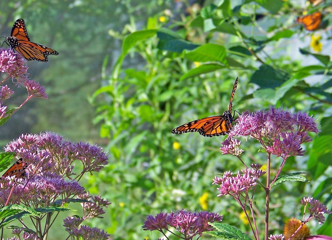 Schmetterlinge auf Blüten und Blumenwiese