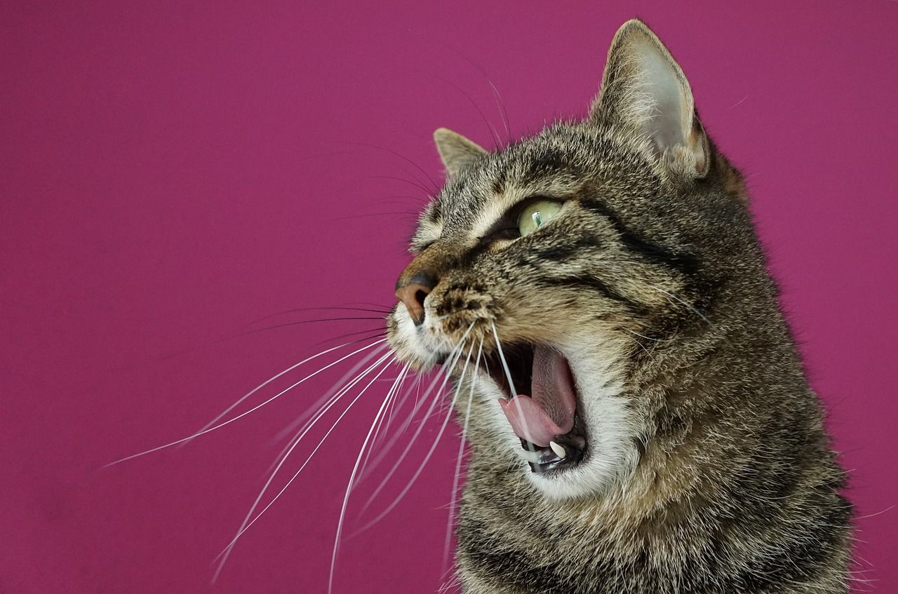 Eine Katze, die entspannt gähnt.