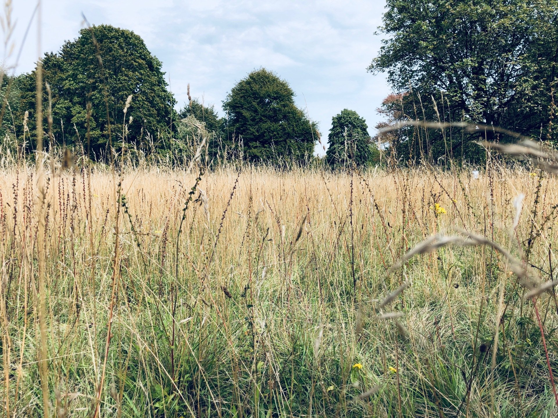 Enabling nature restoration through sustainability, marketing and insight