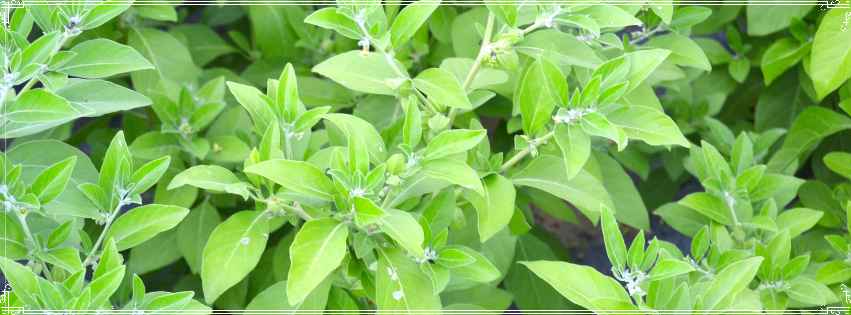plants d'ashwagandha plants d'ashwagandha
