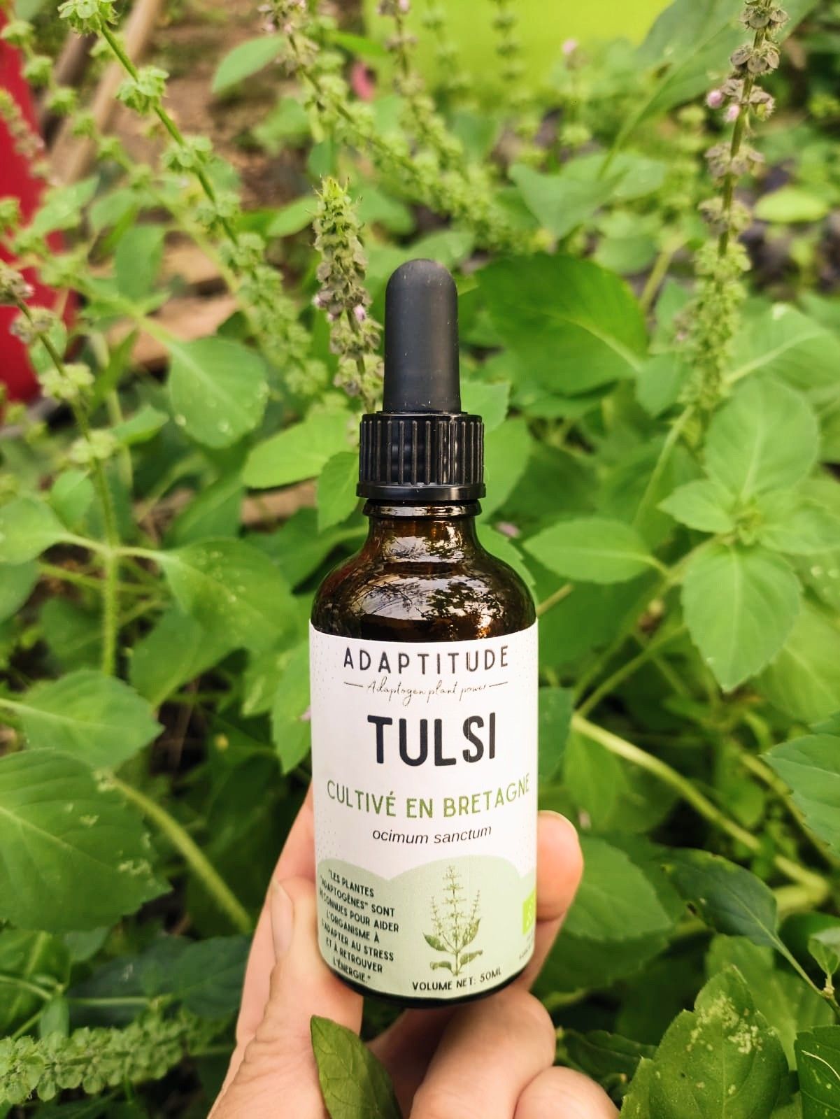 Extrait hydroalcoolique de Tulsi d'Adaptitude ! Extrait hydroalcoolique de Tulsi d'Adaptitude !