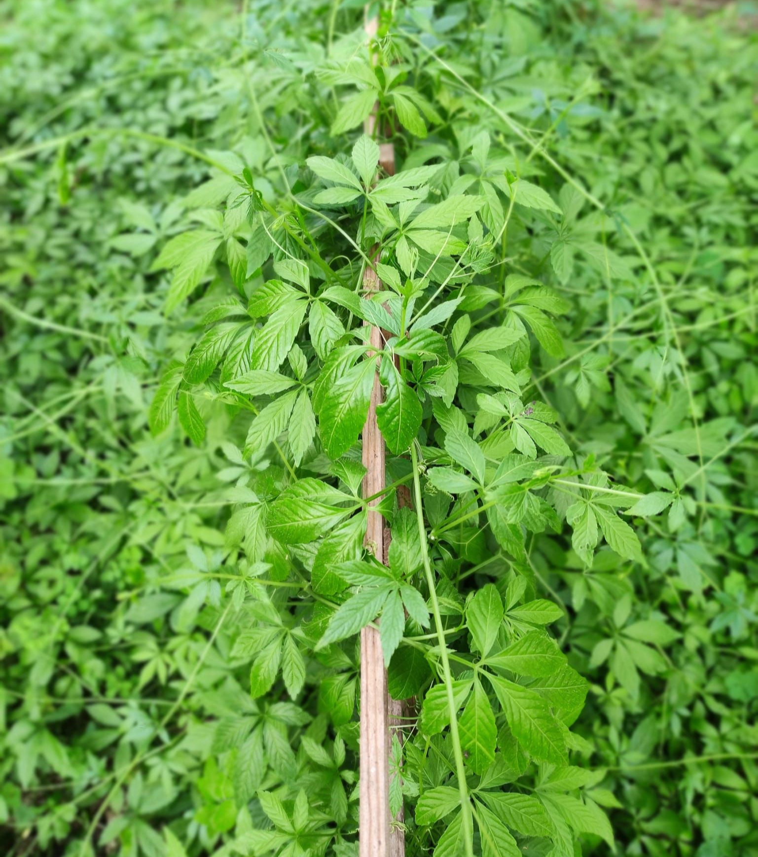 culture de jiaogulan