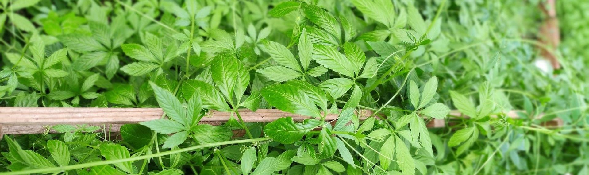 Culture locale de jiaogulan