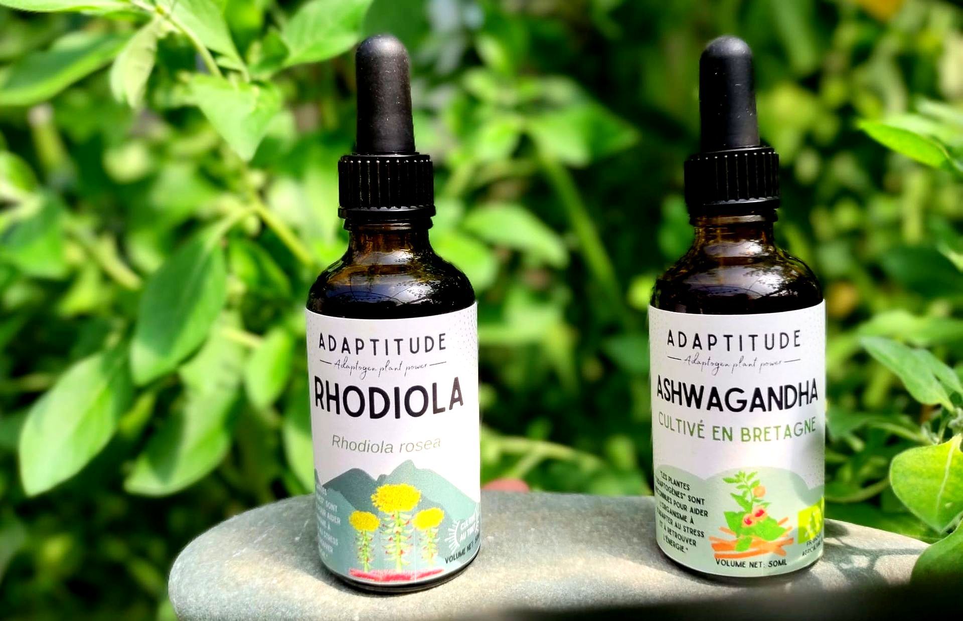 Rhodiola ou Ashwagandha?