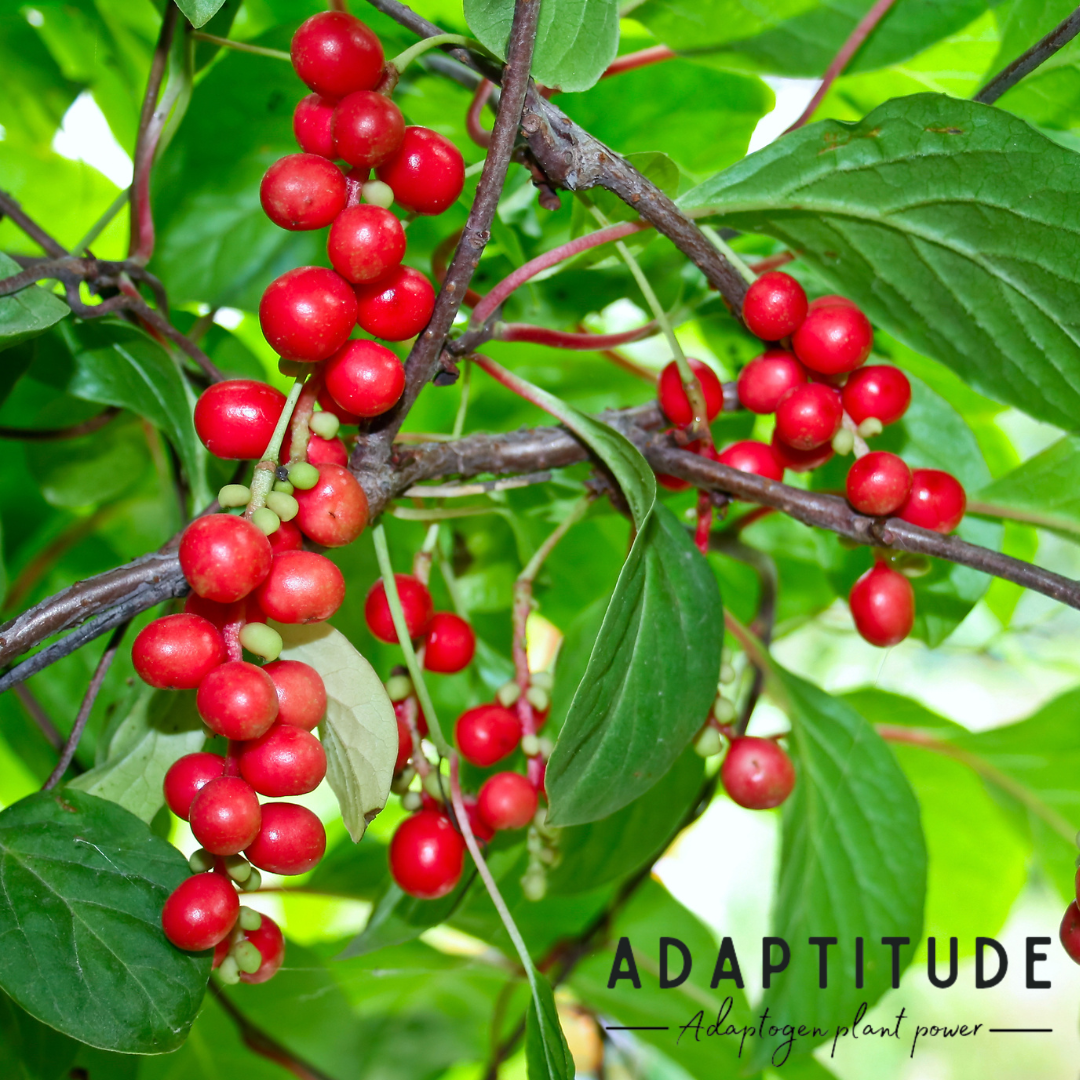 Schisandra