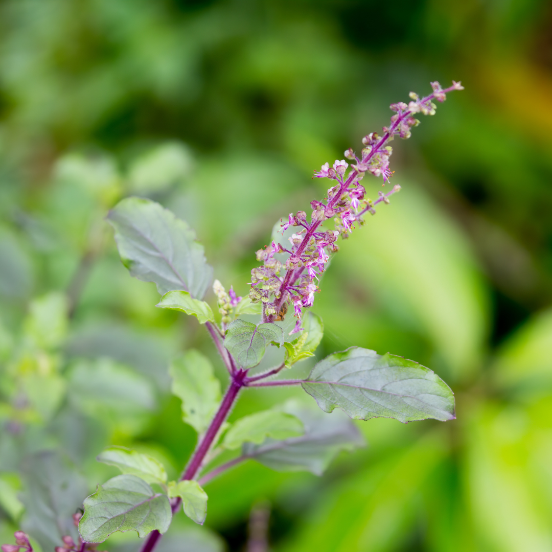Le tulsi, une plante sacrée et médicinale !