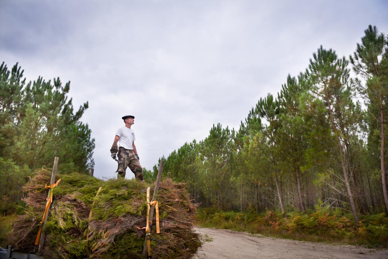 Brande Bassin d'Arcachon