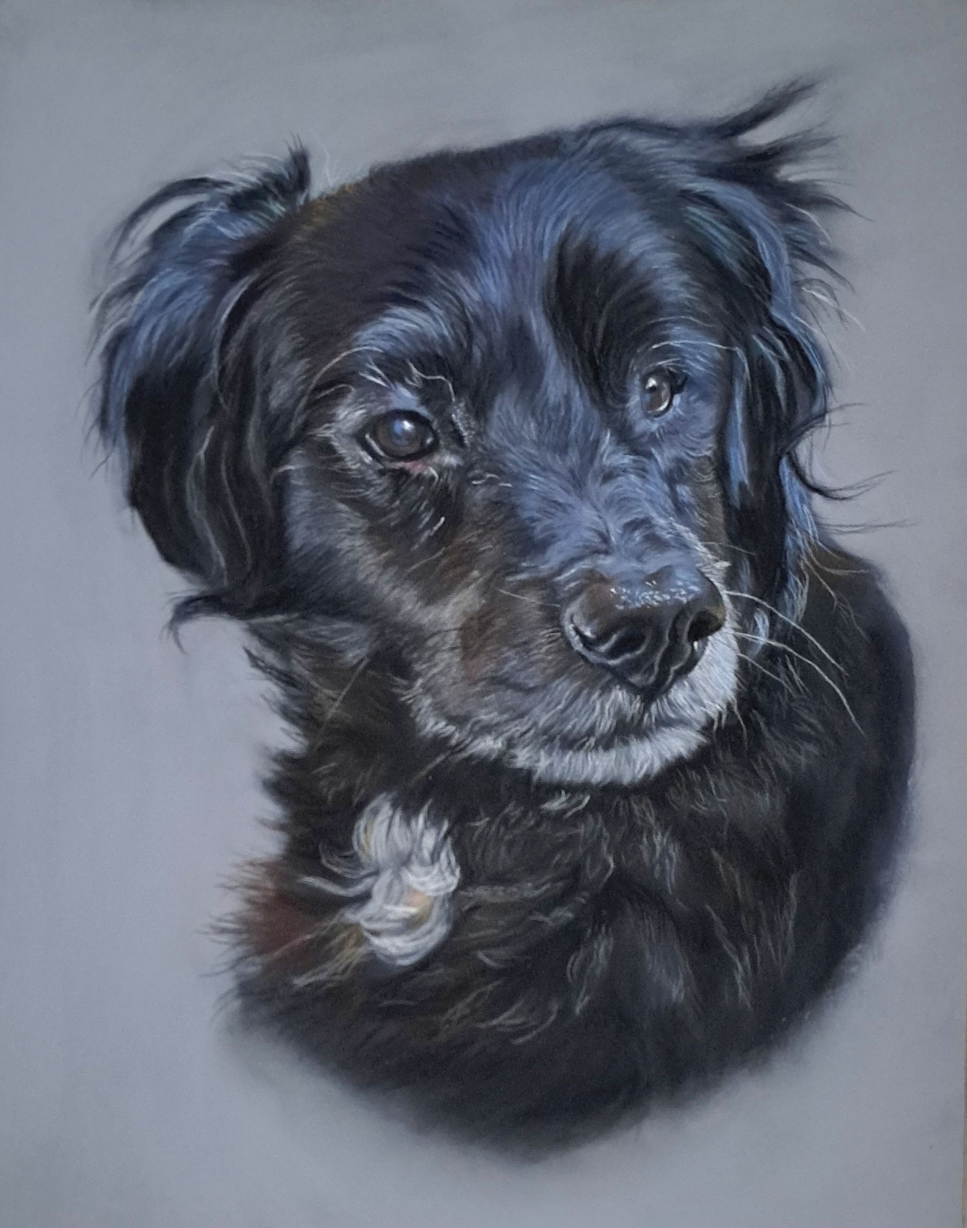 Tierportrait in Pastellkreiden