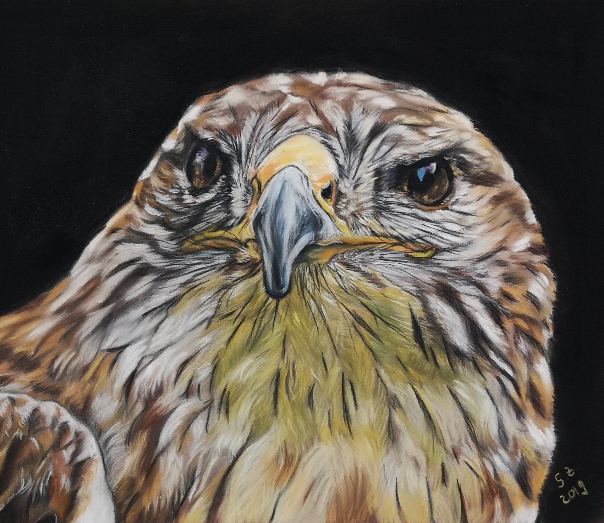 Bussard in Pastellkreide