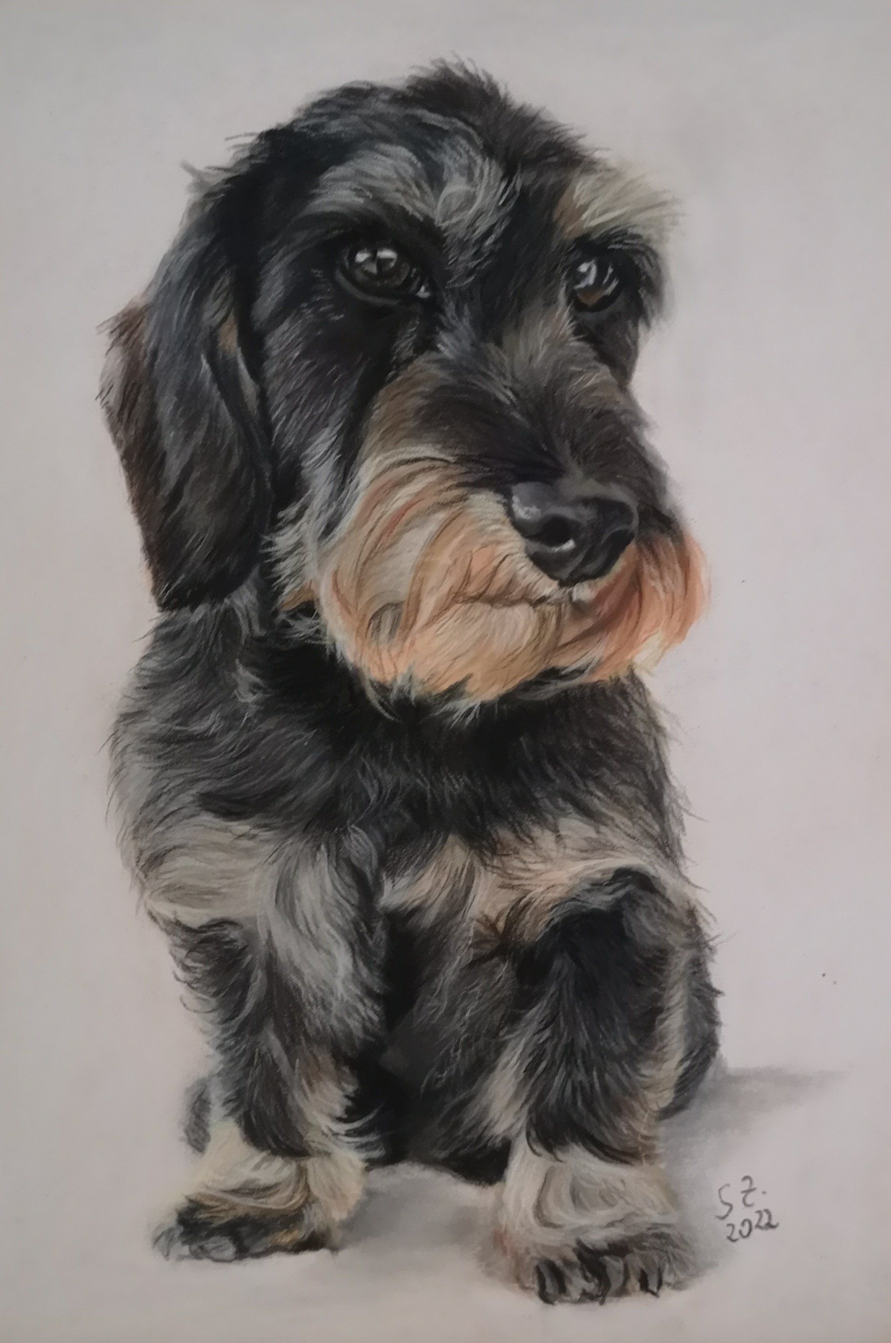 Dackel Pastellkreide