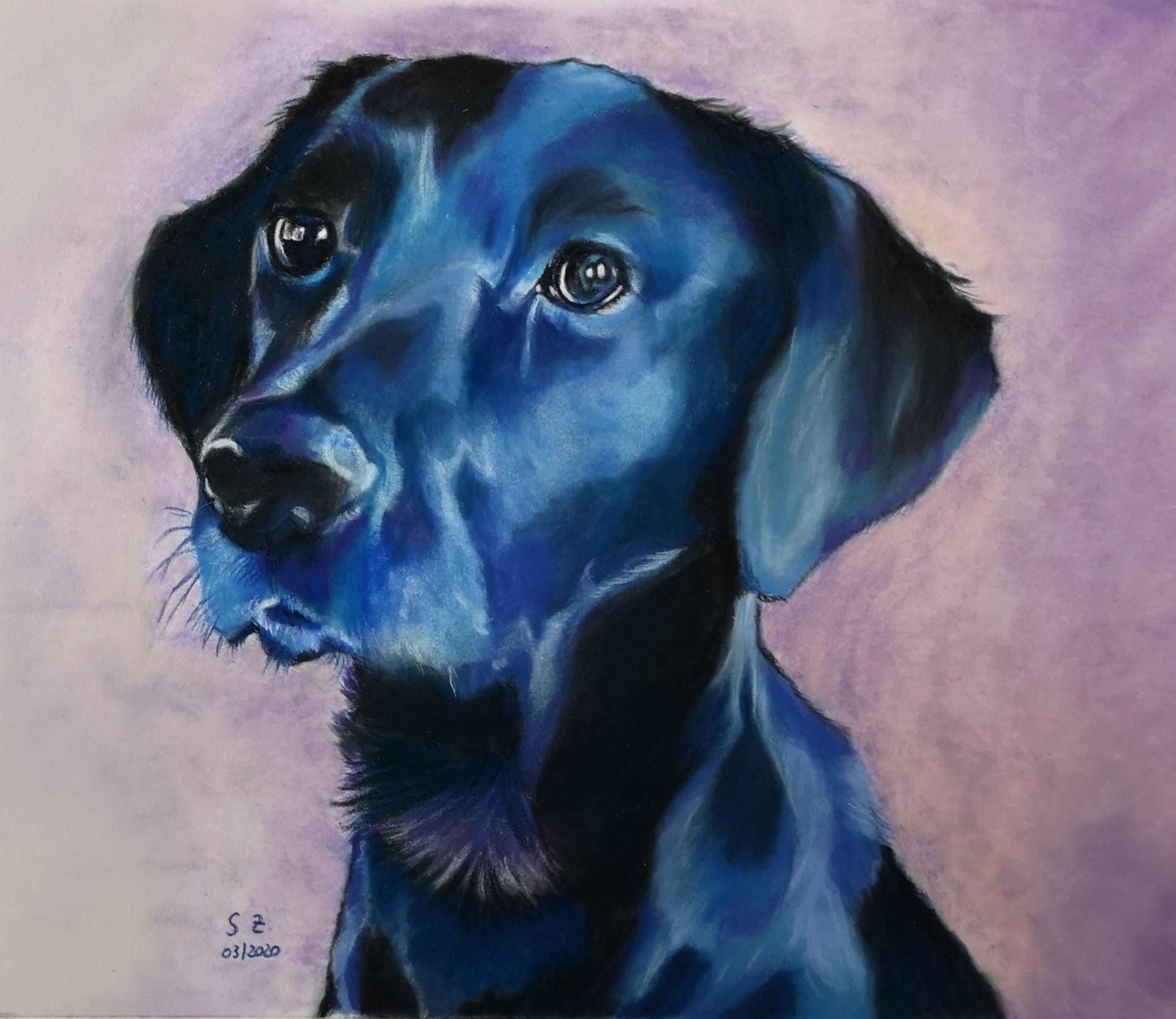 Tierportrait Pastellkreide