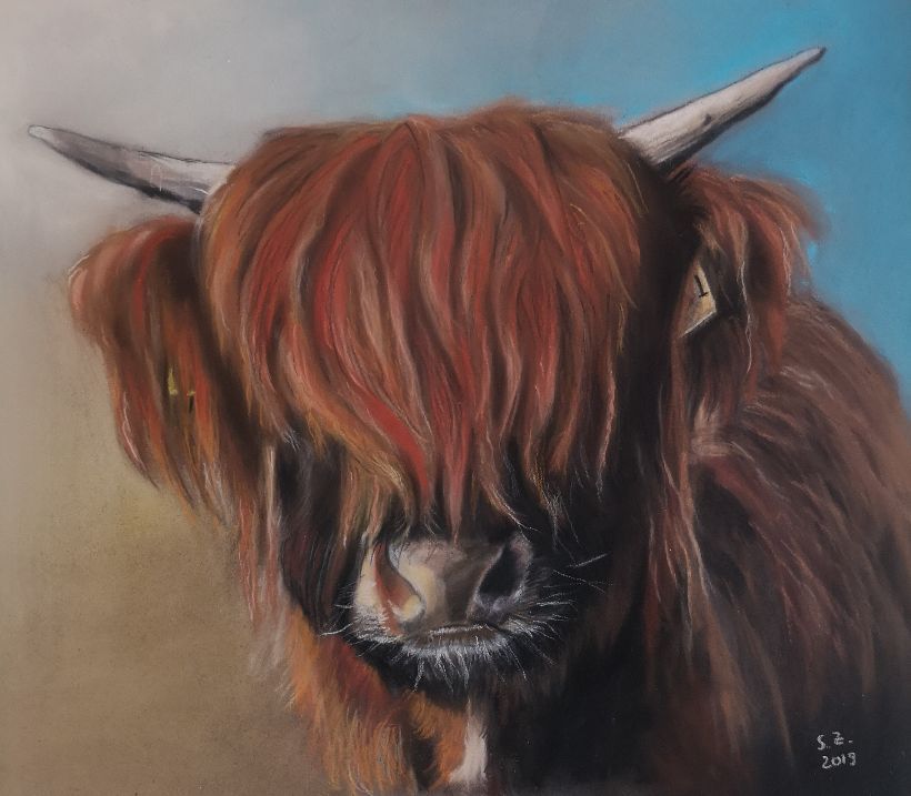 Hochlandrind gemalt Pastellkreide